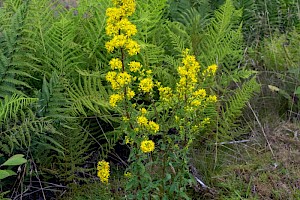 Solidago virgaurea Goldenrod