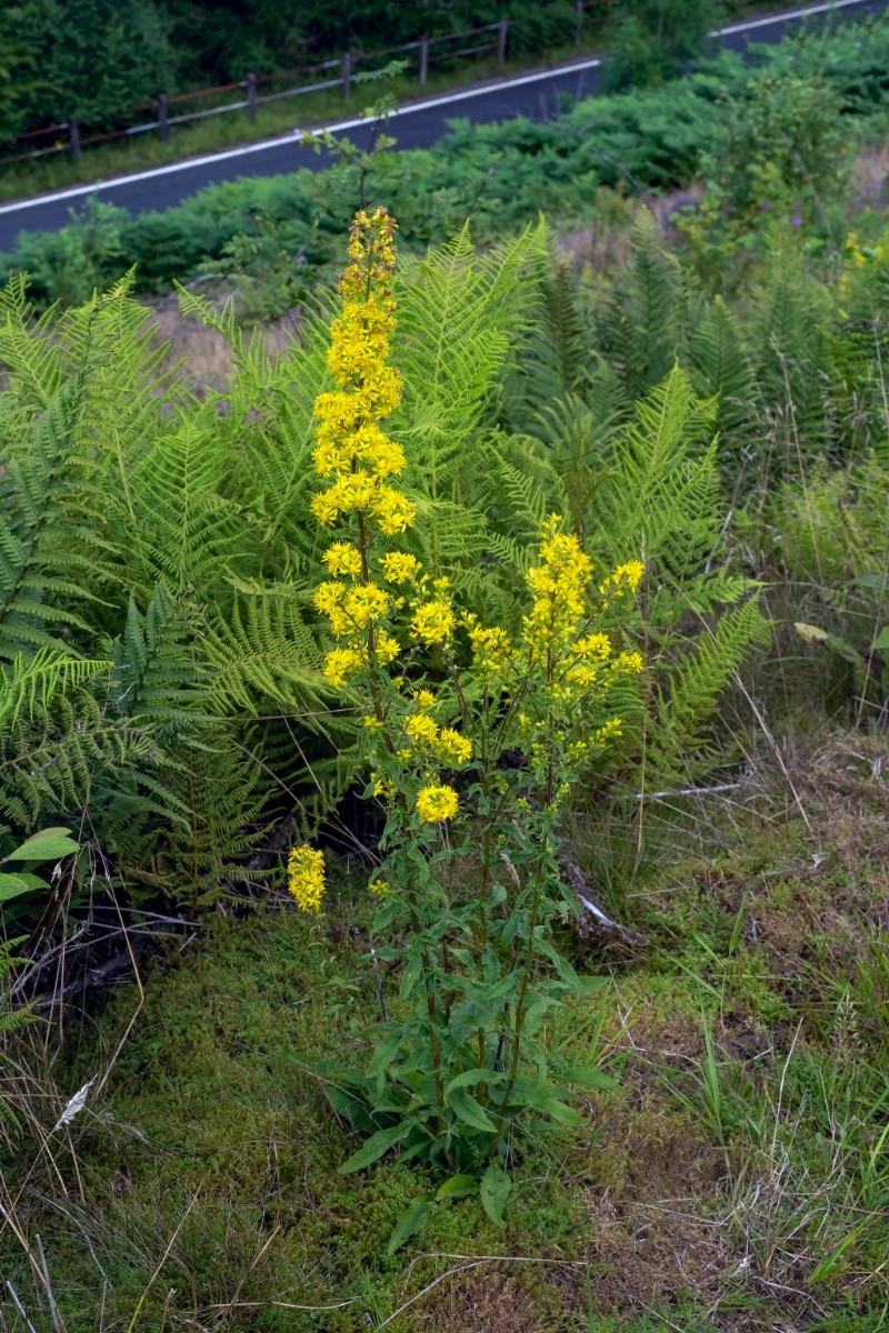 Solidago virgaurea - © Charles Hipkin