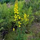 Solidago virgaurea