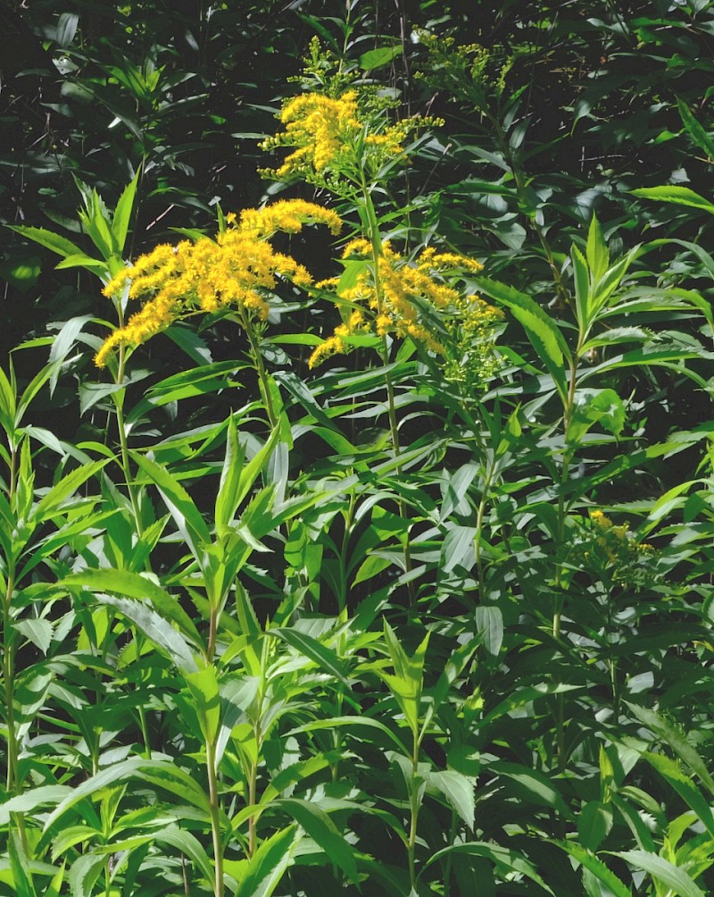 Solidago gigantea subsp. serotina - © Charles Hipkin