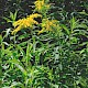 Solidago gigantea subsp. serotina