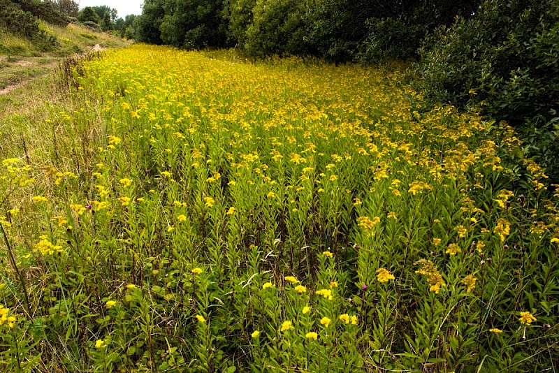 Solidago gigantea subsp. serotina - © Charles Hipkin