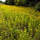 Solidago gigantea subsp. serotina