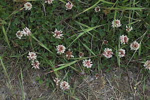 Trifolium repens White Clover