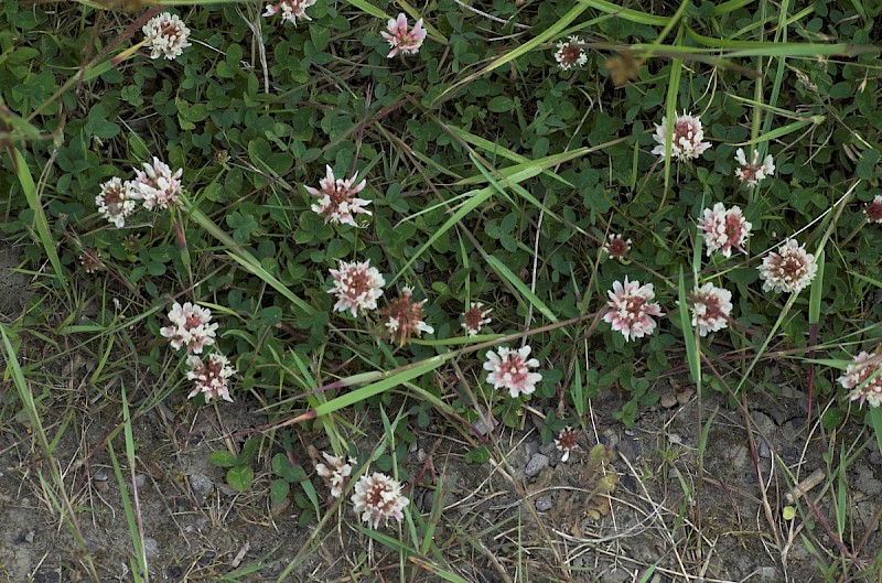 Trifolium repens - © Charles Hipkin