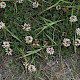 Trifolium repens