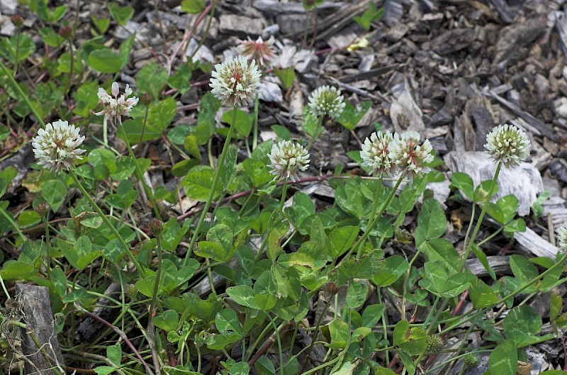 Trifolium repens - © Charles Hipkin