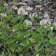 Trifolium repens