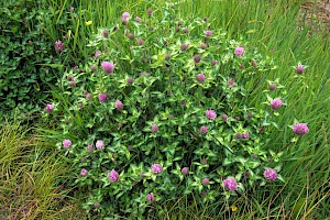 Trifolium pratense Red Clover