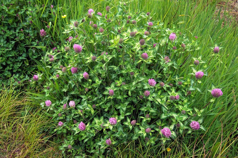 Trifolium pratense - © Charles Hipkin