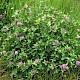 Trifolium pratense