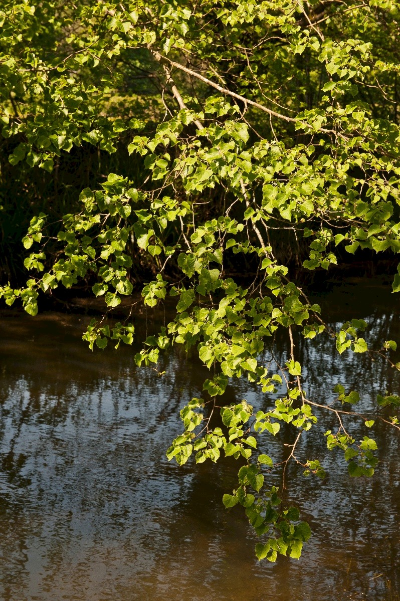 Tilia cordata - © Charles Hipkin