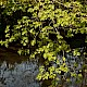 Tilia cordata