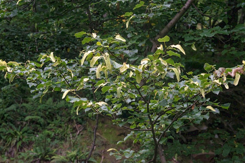 Tilia cordata - © Charles Hipkin