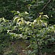 Tilia cordata