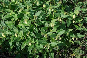 Symphytum tuberosum Tuberous Comfrey