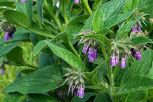 Symphytum x uplandicum Russian Comfrey (S. asperum x officinale)