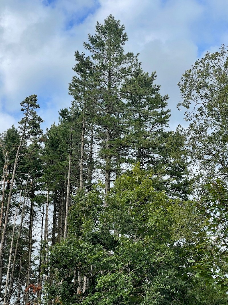 Pinus peuce - © Charles Hipkin