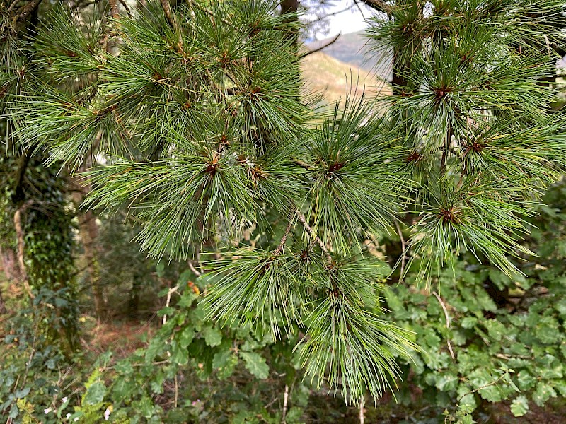 Pinus peuce - © Charles Hipkin