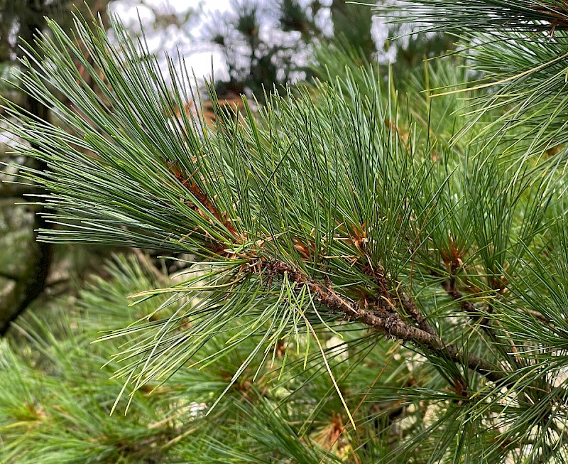 Pinus peuce - © Charles Hipkin