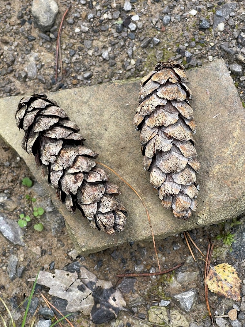 Pinus peuce - © Charles Hipkin