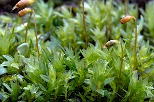 Mnium marginatum Bordered Thyme-moss