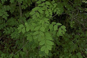 Fraxinus excelsior Ash