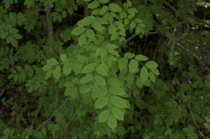 Fraxinus excelsior - © Charles Hipkin