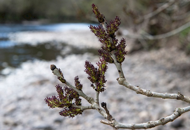 Fraxinus excelsior - © Charles Hipkin