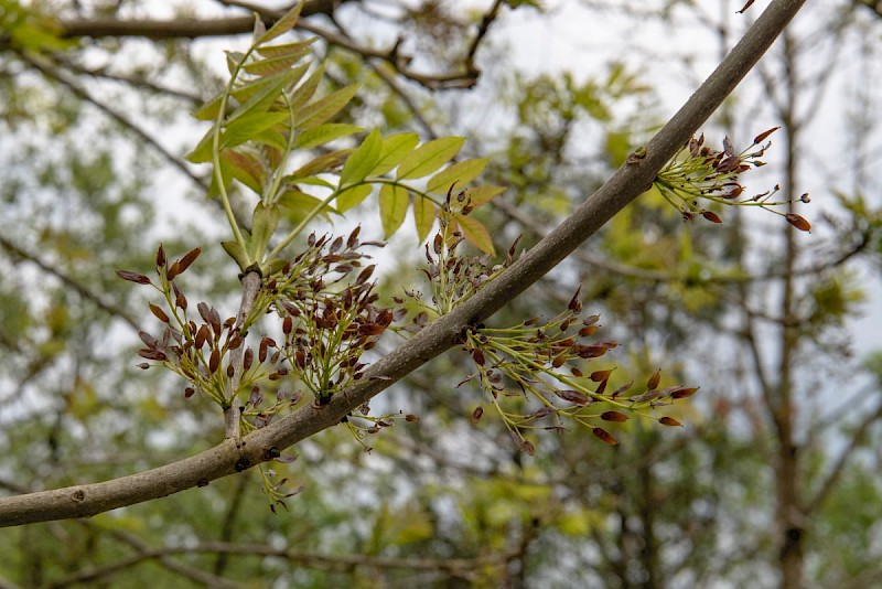 Fraxinus excelsior - © Charles Hipkin