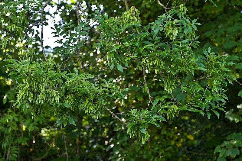 Fraxinus excelsior - © Charles Hipkin