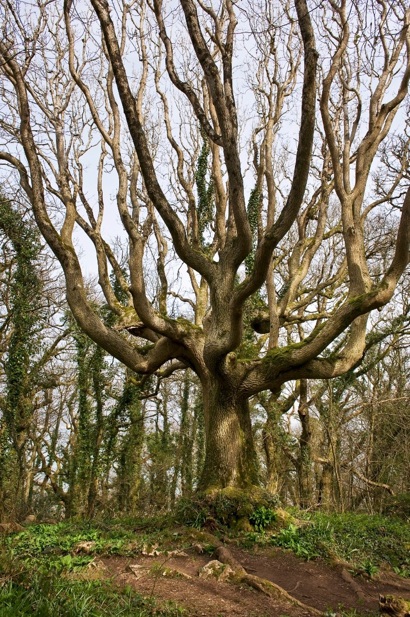 Fraxinus excelsior - © Charles Hipkin