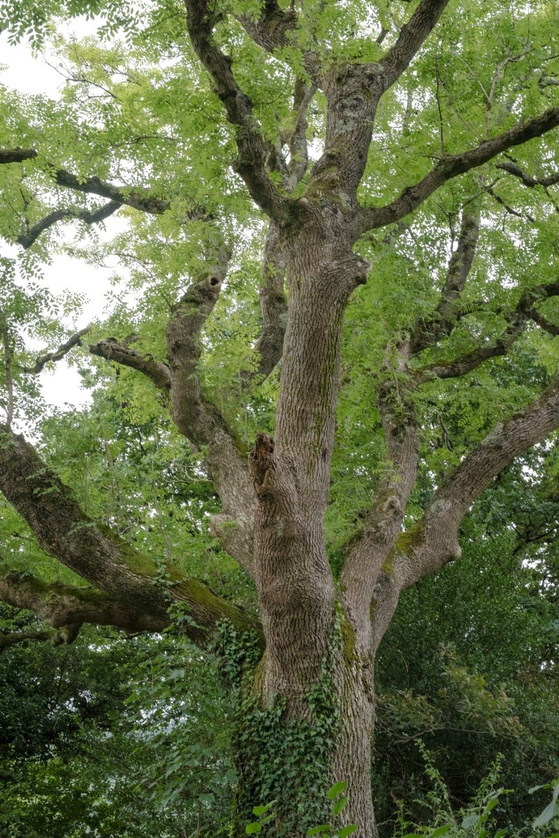 Fraxinus excelsior - © Charles Hipkin