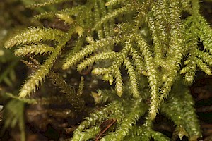 Hyocomium armoricum Flagellate Feather-moss