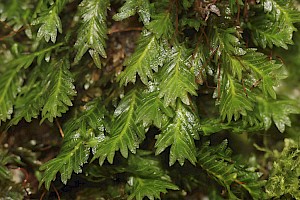 Fissidens taxifolius Common Pocket-moss