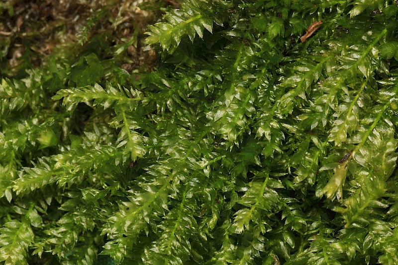 Plagiothecium succulentum - © Barry Stewart