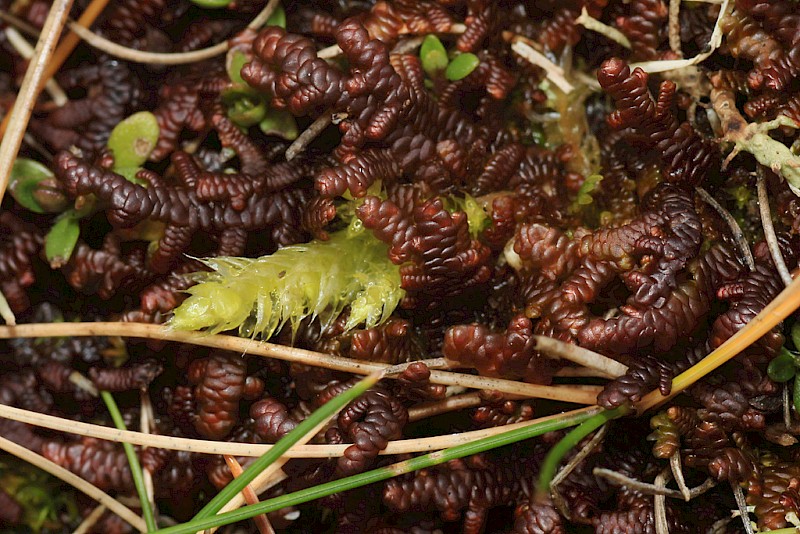 Frullania tamarisci - © Barry Stewart