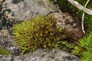 Weissia levieri Levier's Beardless-moss