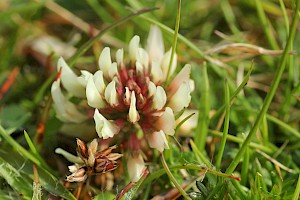 Trifolium occidentale Western Clover