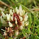 Trifolium occidentale