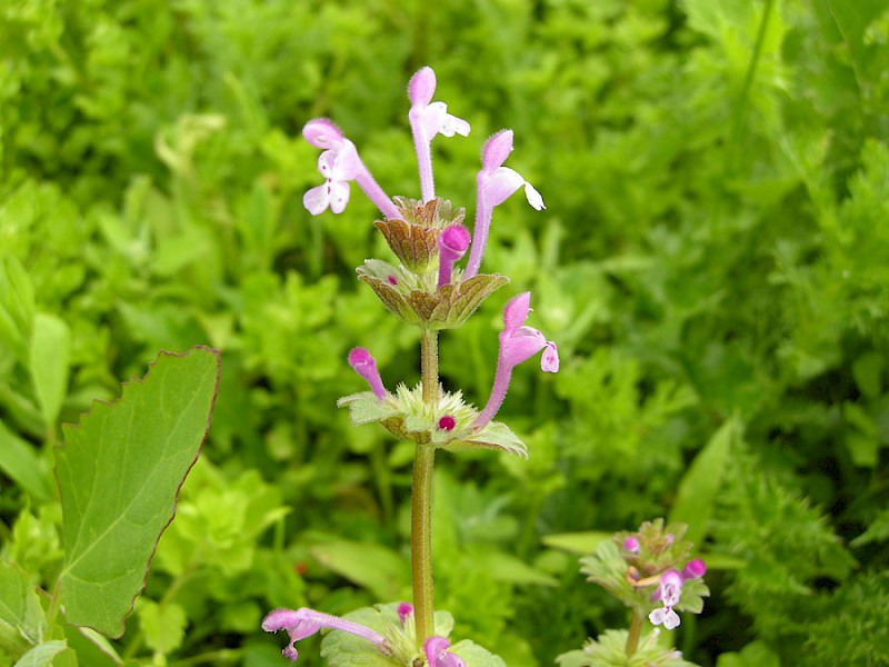 Lamium amplexicaule - © Barry Stewart