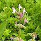 Lamium amplexicaule