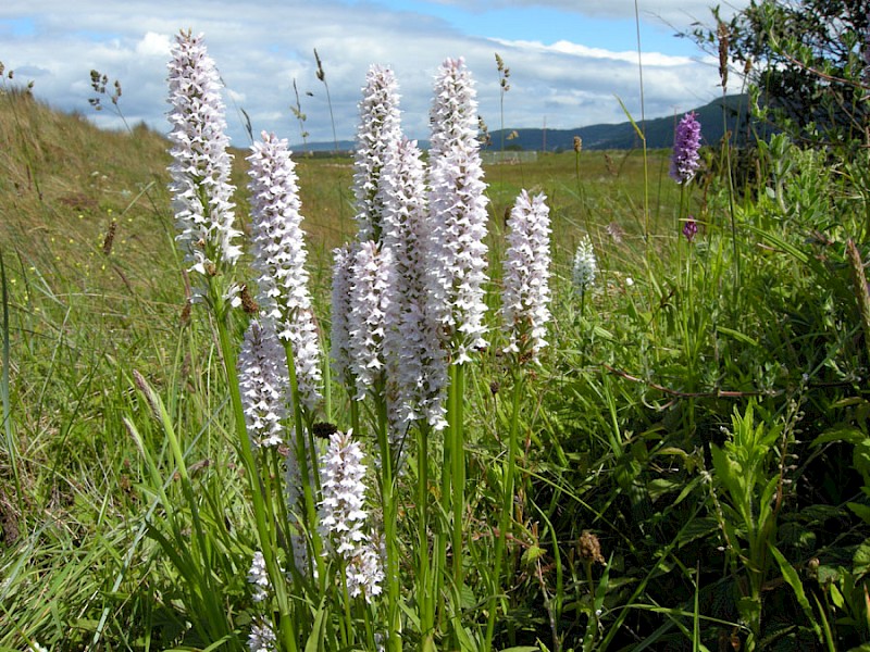 Dactylorhiza x grandis - © Barry Stewart