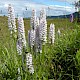 Dactylorhiza x grandis