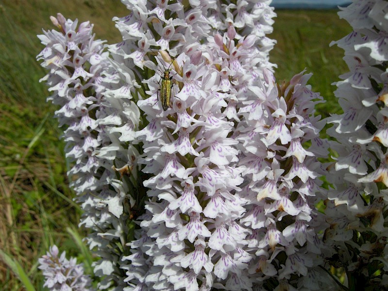 Dactylorhiza x grandis - © Barry Stewart