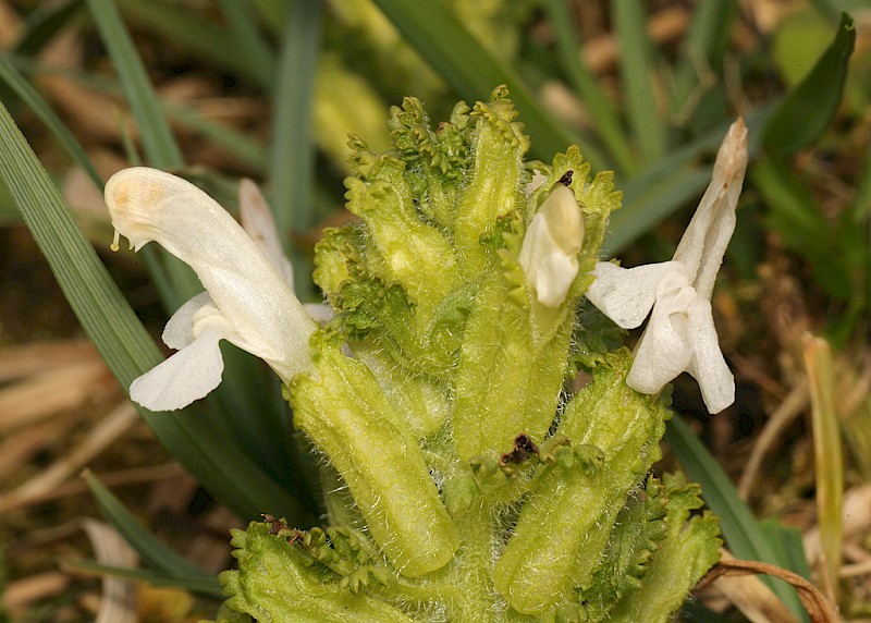 Pedicularis sylvatica - © Barry Stewart