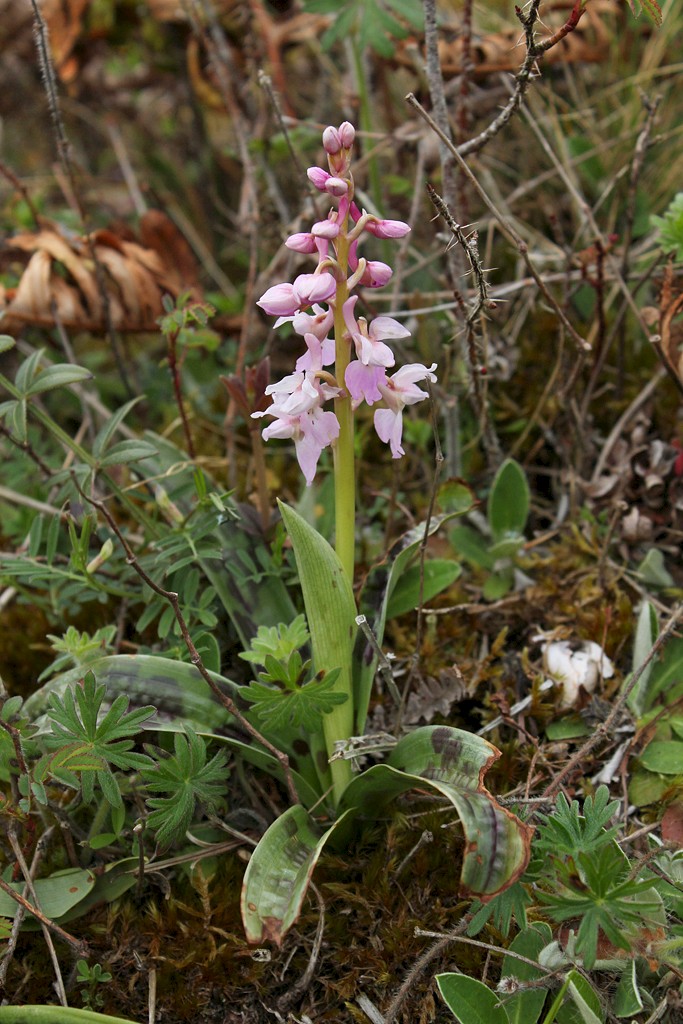 Orchis mascula - © Barry Stewart