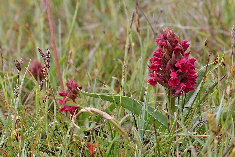 Dactylorhiza incarnata subsp. coccinea - © Barry Stewart