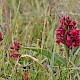 Dactylorhiza incarnata subsp. coccinea