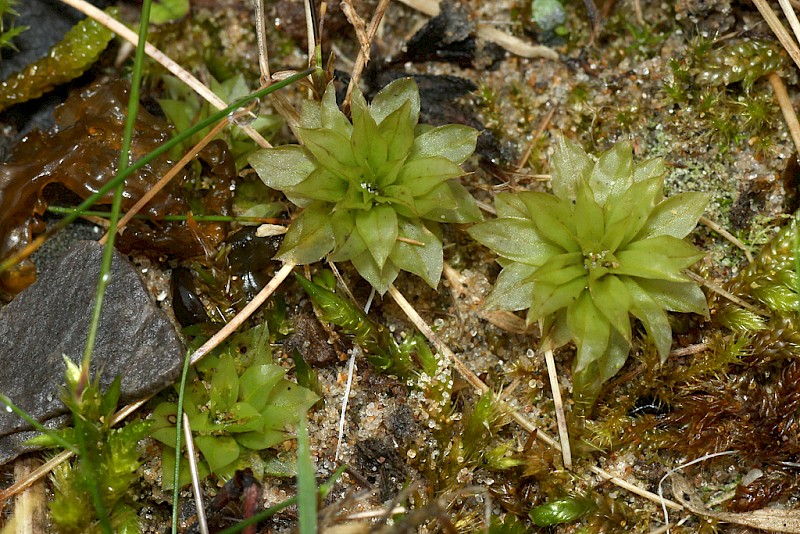 Rhodobryum roseum - © Barry Stewart